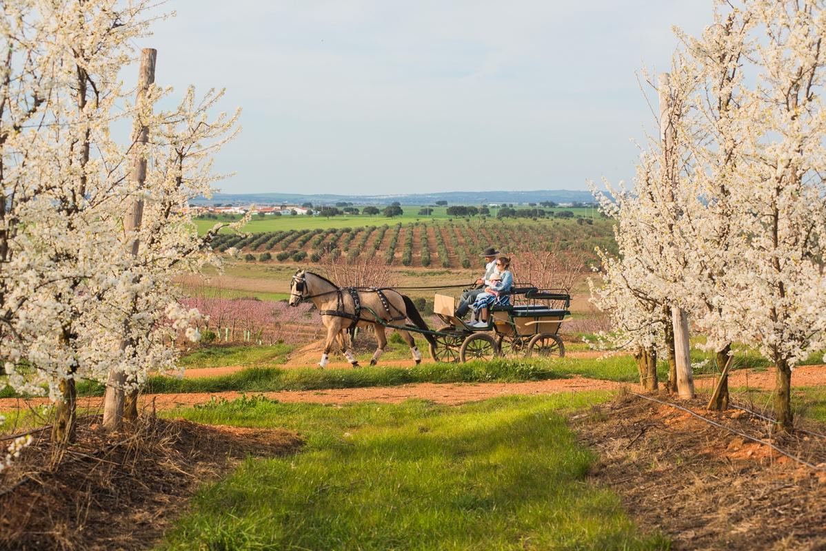 Vila Gale Alentejo Vineyard - Clube De Campo Albernoa Dış mekan fotoğraf